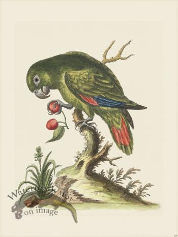 Edwards 168 Little green Parrot
